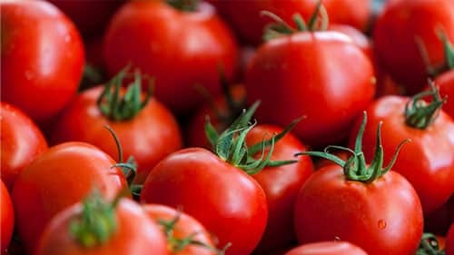 خرید انواع بذر گلخانه ای و بذر گلخانه ای گوجه و بذر گلخانه ای خیار و بذر ملون گلخانه ای و بذر بادمجان گلخانه ای و بذر فلفل گلخانه ای - گوجه فرنگی