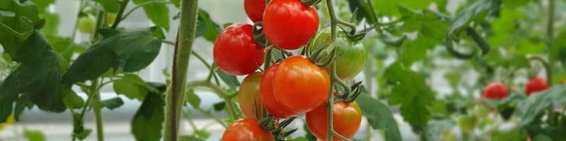خرید انواع بذر گلخانه ای و بذر گلخانه ای گوجه و بذر گلخانه ای خیار و بذر ملون گلخانه ای و بذر بادمجان گلخانه ای و بذر فلفل گلخانه ای - محصولات با کیفیت بالاتر