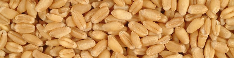 خرید بذر هیبرید و معرفی انواع بذر هیبرید در ایران و خرید اینترنتی بهترین نوع بذر هیبریدی و گلخانه ای با قیمت مناسب و ارسال به سراسر کشور - ارقام گندم هیبریدی