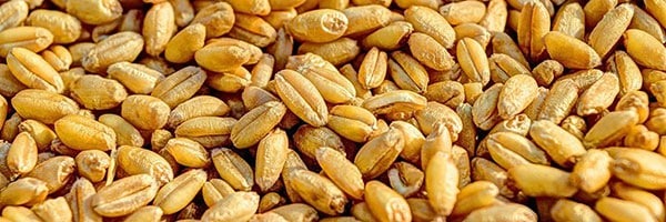 فروش بذر و نشا و نهال و قیمت بذر و نهال و خرید و فروش بذر و نهال به صورت عمده و جزیی و فروشگاه بذر و نهال و مشاوره رایگان + سفارش آنلاین - گندم