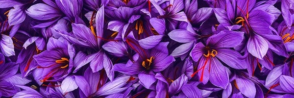 فروش بذر و نشا و نهال و قیمت بذر و نهال و خرید و فروش بذر و نهال به صورت عمده و جزیی و فروشگاه بذر و نهال و مشاوره رایگان + سفارش آنلاین - زعفران
