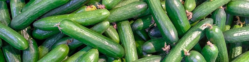 خرید بذر هیبرید و معرفی انواع بذر هیبرید در ایران و خرید اینترنتی بهترین نوع بذر هیبریدی و گلخانه ای با قیمت مناسب و ارسال به سراسر کشور - انواع خیار هیبریدی