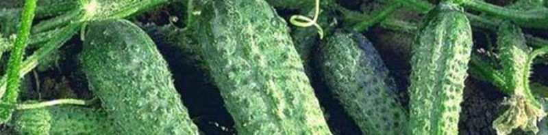 بهترین بذر خیار بوته ای فضای باز زمینی برای خرید بربارترین بذر ممتاز خیار سبز فضای باز مرغوب با کیفیت عالی تماس بگیرید. ارسال به کل کشور پربارترین بذر خیار فضای باز و انواع بذر خیار فضای باز و بذر خیار سبز فضای باز با قیمت مناسب بذر خیار فضای باز و بهترین بذر خیار برای فضای باز و مزرعه