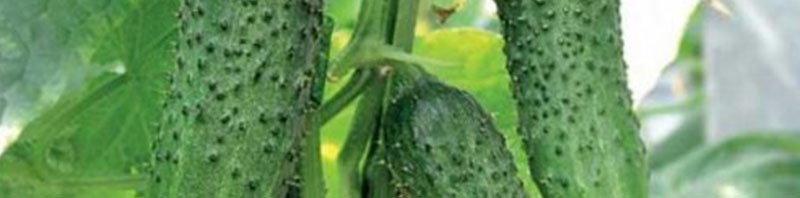 بهترین بذر خیار بوته ای فضای باز زمینی برای خرید بربارترین بذر ممتاز خیار سبز فضای باز مرغوب با کیفیت عالی تماس بگیرید. ارسال به کل کشور پربارترین بذر خیار فضای باز و انواع بذر خیار فضای باز و بذر خیار سبز فضای باز با قیمت مناسب بذر خیار فضای باز و بهترین بذر خیار برای فضای باز و مزرعه