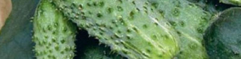 بهترین بذر خیار بوته ای فضای باز زمینی برای خرید بربارترین بذر ممتاز خیار سبز فضای باز مرغوب با کیفیت عالی تماس بگیرید. ارسال به کل کشور پربارترین بذر خیار فضای باز و انواع بذر خیار فضای باز و بذر خیار سبز فضای باز با قیمت مناسب بذر خیار فضای باز و بهترین بذر خیار برای فضای باز و مزرعه