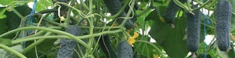 بهترین بذر خیار بوته ای فضای باز زمینی برای خرید بربارترین بذر ممتاز خیار سبز فضای باز مرغوب با کیفیت عالی تماس بگیرید. ارسال به کل کشور پربارترین بذر خیار فضای باز و انواع بذر خیار فضای باز و بذر خیار سبز فضای باز با قیمت مناسب بذر خیار فضای باز و بهترین بذر خیار برای فضای باز و مزرعه