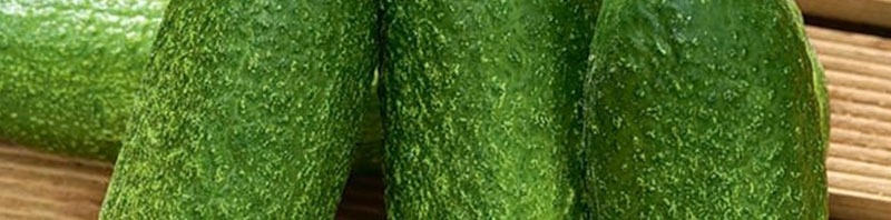 بهترین بذر خیار بوته ای فضای باز زمینی برای خرید بربارترین بذر ممتاز خیار سبز فضای باز مرغوب با کیفیت عالی تماس بگیرید. ارسال به کل کشور پربارترین بذر خیار فضای باز و انواع بذر خیار فضای باز و بذر خیار سبز فضای باز با قیمت مناسب بذر خیار فضای باز و بهترین بذر خیار برای فضای باز و مزرعه
