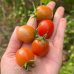 مااااسیسسسسس