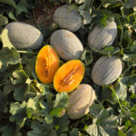 ماگنوووووووووووووووو