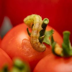 Buying-Red-Cherry-Tomato-Seed-Cherry-Tomato-Fruit-Worm خرید بذر گوجه چری قرمز گیلاسی عمده و جزیی و قیمت خرید بذر گوجه قرمز گیلاسی گلخانه ای و نحوه کاشت بذر گوجه گیلاسی مشاوره رایگان و ارسال سریع خرید بذر گوجه گیلاسی خرید بذر گوجه گیلاسی گلدانی قیمت بذر گوجه گیلاسی خرید بذر گوجه فرنگی تهیه بذر گوجه گیلاسی خرید بذر گوجه فرنگی گلخانه ای بذر گوجه گیلاسی بذر گوجه گیلاسی گلخانه ای بذر گوجه گیلاسی گلدانی بذر گوجه گیلاسی فضای باز بذر گوجه گیلاسی بذر گوجه گیلاسی سیاه بذر گوجه گیلاسی خوشه ای بذر گوجه گیلاسی زرد بذر گوجه گیلاسی قرمز بذر گوجه گیلاسی زیتونی -کرم میوهخوار گوجه گیلاسی