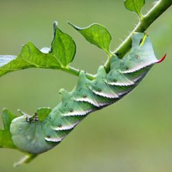 Buying-Red-Cherry-Tomato-Seed-Cherry-Tomato-Leaf-Worm خرید بذر گوجه چری قرمز گیلاسی عمده و جزیی و قیمت خرید بذر گوجه قرمز گیلاسی گلخانه ای و نحوه کاشت بذر گوجه گیلاسی مشاوره رایگان و ارسال سریع خرید بذر گوجه گیلاسی خرید بذر گوجه گیلاسی گلدانی قیمت بذر گوجه گیلاسی خرید بذر گوجه فرنگی تهیه بذر گوجه گیلاسی خرید بذر گوجه فرنگی گلخانه ای بذر گوجه گیلاسی بذر گوجه گیلاسی گلخانه ای بذر گوجه گیلاسی گلدانی بذر گوجه گیلاسی فضای باز بذر گوجه گیلاسی بذر گوجه گیلاسی سیاه بذر گوجه گیلاسی خوشه ای بذر گوجه گیلاسی زرد بذر گوجه گیلاسی قرمز بذر گوجه گیلاسی زیتونی -کرم برگخوار گوجه گیلاسی