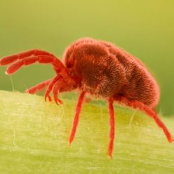 Buying-Red-Cherry-Tomato-Seed-Cherry-Tomato-Mites خرید بذر گوجه چری قرمز گیلاسی عمده و جزیی و قیمت خرید بذر گوجه قرمز گیلاسی گلخانه ای و نحوه کاشت بذر گوجه گیلاسی مشاوره رایگان و ارسال سریع خرید بذر گوجه گیلاسی خرید بذر گوجه گیلاسی گلدانی قیمت بذر گوجه گیلاسی خرید بذر گوجه فرنگی تهیه بذر گوجه گیلاسی خرید بذر گوجه فرنگی گلخانه ای بذر گوجه گیلاسی بذر گوجه گیلاسی گلخانه ای بذر گوجه گیلاسی گلدانی بذر گوجه گیلاسی فضای باز بذر گوجه گیلاسی بذر گوجه گیلاسی سیاه بذر گوجه گیلاسی خوشه ای بذر گوجه گیلاسی زرد بذر گوجه گیلاسی قرمز بذر گوجه گیلاسی زیتونی -کنههای گوجه گیلاسی