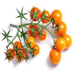 Buying-Red-Cherry-Tomato-Seed-Orange-Cherry-Tomatoes خرید بذر گوجه چری قرمز گیلاسی عمده و جزیی و قیمت خرید بذر گوجه قرمز گیلاسی گلخانه ای و نحوه کاشت بذر گوجه گیلاسی مشاوره رایگان و ارسال سریع خرید بذر گوجه گیلاسی خرید بذر گوجه گیلاسی گلدانی قیمت بذر گوجه گیلاسی خرید بذر گوجه فرنگی تهیه بذر گوجه گیلاسی خرید بذر گوجه فرنگی گلخانه ای بذر گوجه گیلاسی بذر گوجه گیلاسی گلخانه ای بذر گوجه گیلاسی گلدانی بذر گوجه گیلاسی فضای باز بذر گوجه گیلاسی بذر گوجه گیلاسی سیاه بذر گوجه گیلاسی خوشه ای بذر گوجه گیلاسی زرد بذر گوجه گیلاسی قرمز بذر گوجه گیلاسی زیتونی -خرید بذر گوجه چری قرمز گیلاسی عمده و جزیی و قیمت خرید بذر گوجه قرمز گیلاسی گلخانه ای و نحوه کاشت بذر گوجه گیلاسی مشاوره رایگان و ارسال سریع خرید بذر گوجه گیلاسی خرید بذر گوجه گیلاسی گلدانی قیمت بذر گوجه گیلاسی خرید بذر گوجه فرنگی تهیه بذر گوجه گیلاسی خرید بذر گوجه فرنگی گلخانه ای بذر گوجه گیلاسی بذر گوجه گیلاسی گلخانه ای بذر گوجه گیلاسی گلدانی بذر گوجه گیلاسی فضای باز بذر گوجه گیلاسی بذر گوجه گیلاسی سیاه بذر گوجه گیلاسی خوشه ای بذر گوجه گیلاسی زرد بذر گوجه گیلاسی قرمز بذر گوجه گیلاسی زیتونی -بذر گوجه گیلاسی نارنجی