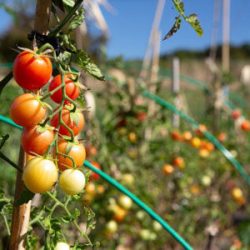 Buying-Red-Cherry-Tomato-Seed-Sun-and-Temperature-square خرید بذر گوجه چری قرمز گیلاسی عمده و جزیی و قیمت خرید بذر گوجه قرمز گیلاسی گلخانه ای و نحوه کاشت بذر گوجه گیلاسی مشاوره رایگان و ارسال سریع خرید بذر گوجه گیلاسی خرید بذر گوجه گیلاسی گلدانی قیمت بذر گوجه گیلاسی خرید بذر گوجه فرنگی تهیه بذر گوجه گیلاسی خرید بذر گوجه فرنگی گلخانه ای بذر گوجه گیلاسی بذر گوجه گیلاسی گلخانه ای بذر گوجه گیلاسی گلدانی بذر گوجه گیلاسی فضای باز بذر گوجه گیلاسی بذر گوجه گیلاسی سیاه بذر گوجه گیلاسی خوشه ای بذر گوجه گیلاسی زرد بذر گوجه گیلاسی قرمز بذر گوجه گیلاسی زیتونی -دما و خورشید
