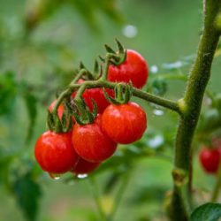 Buying-Red-Cherry-Tomato-Seed-Water-and-Humidity-square خرید بذر گوجه چری قرمز گیلاسی عمده و جزیی و قیمت خرید بذر گوجه قرمز گیلاسی گلخانه ای و نحوه کاشت بذر گوجه گیلاسی مشاوره رایگان و ارسال سریع خرید بذر گوجه گیلاسی خرید بذر گوجه گیلاسی گلدانی قیمت بذر گوجه گیلاسی خرید بذر گوجه فرنگی تهیه بذر گوجه گیلاسی خرید بذر گوجه فرنگی گلخانه ای بذر گوجه گیلاسی بذر گوجه گیلاسی گلخانه ای بذر گوجه گیلاسی گلدانی بذر گوجه گیلاسی فضای باز بذر گوجه گیلاسی بذر گوجه گیلاسی سیاه بذر گوجه گیلاسی خوشه ای بذر گوجه گیلاسی زرد بذر گوجه گیلاسی قرمز بذر گوجه گیلاسی زیتونی -آب و رطوبت