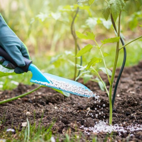 Buying-and-Selling-Tomato-Seeds-How-to-Fertilize-a-Tomato-Plant خرید و فروش بذر گوجه فرنگی و خرید بذر گوجه به صورت عمده و جزیی به همراه لیست قیمت روز و مشاوره رایگان خرید بذر گلخانه ای + ارسال سریع بذر گوجه خرید بذر گوجه بذر گوجه فرنگی خرید بذر گوجه فرنگی فروش بذر گوجه فرنگیخرید و فروش بذر گوجه فرنگی فروشگاه بذر گوجه کاشت بذر گوجه فرنگی خرید بذر گوجه فرنگی گلخانه ای خرید بذر گوجه فرنگی بریویو خرید بذر گوجه فرنگی درختی خرید بذر گوجه فرنگی خرید بذر جدید گوجه فرنگی خرید بذر گوجه فرنگی مارول خرید بذر گوجه 6108 خرید بذر گوجه ۶۶۹۹ خرید بذر گوجه 6189 خرید بذر گوجه 911 - نحوه کوددهی به گیاه گوجه فرنگی