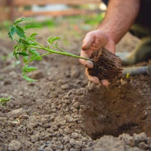 Buying-and-Selling-Tomato-Seeds-The-Best-Time-to-Transfer-Tomato-Seedlings-to-the-Open-Air خرید و فروش بذر گوجه فرنگی و خرید بذر گوجه به صورت عمده و جزیی به همراه لیست قیمت روز و مشاوره رایگان خرید بذر گلخانه ای + ارسال سریع بذر گوجه خرید بذر گوجه بذر گوجه فرنگی خرید بذر گوجه فرنگی فروش بذر گوجه فرنگیخرید و فروش بذر گوجه فرنگی فروشگاه بذر گوجه کاشت بذر گوجه فرنگی خرید بذر گوجه فرنگی گلخانه ای خرید بذر گوجه فرنگی بریویو خرید بذر گوجه فرنگی درختی خرید بذر گوجه فرنگی خرید بذر جدید گوجه فرنگی خرید بذر گوجه فرنگی مارول خرید بذر گوجه 6108 خرید بذر گوجه ۶۶۹۹ خرید بذر گوجه 6189 خرید بذر گوجه 911 - بهترین زمان برای انتقال نهال گوجه فرنگی به فضای باز
